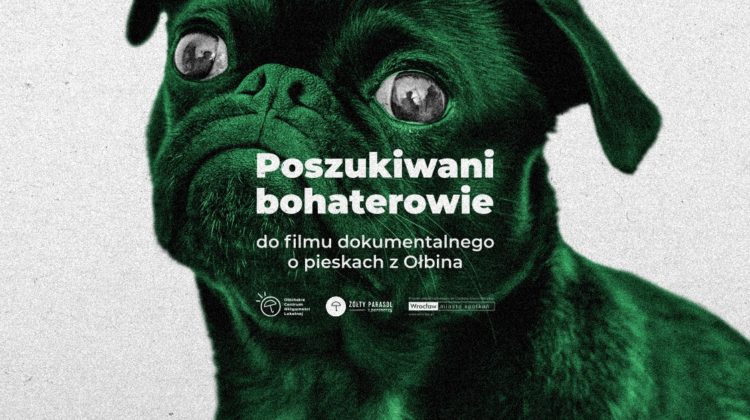 obraz zdjęcie psiaka ciekawskiego świata na środku napis poszukiwani bohaterowie